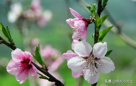 桃花枝怎麼養|桃花枝的養護小知識